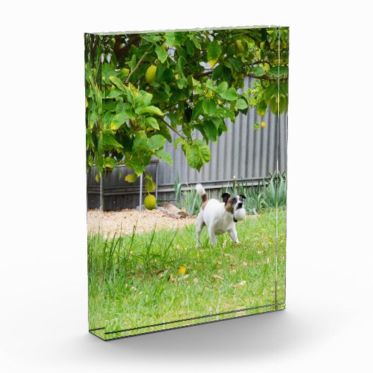 Fox Terrier Funny Scare Face, Fotoblock (Links)