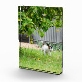 Fox Terrier Funny Scare Face, Fotoblock (Rechts)