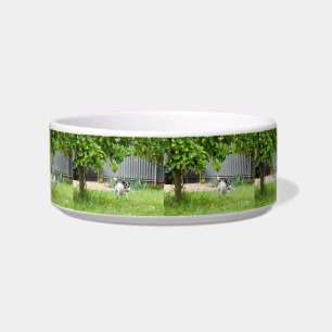 Fox Terrier Funny Scare Face, Napf