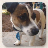 Fox_Terrier,_ Getränkeuntersetzer (Vorderseite)