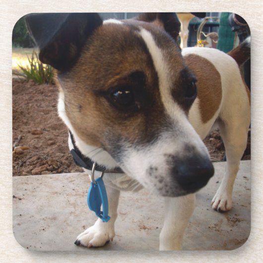 Fox_Terrier,_ Getränkeuntersetzer (Vorderseite)