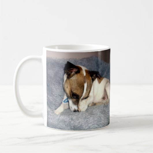 Fox Terrier, Oh so schüchtern, die Tasse des weiße (Links)