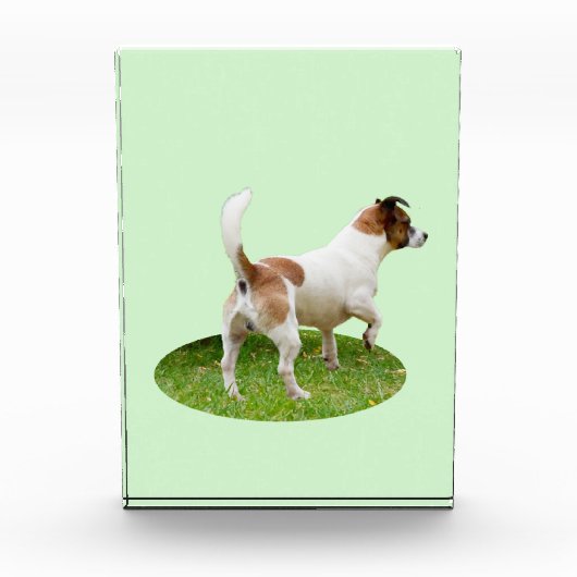 Fox Terrier on Alert Fotoblock (Vorderseite)