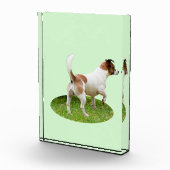 Fox Terrier on Alert Fotoblock (Rechts)