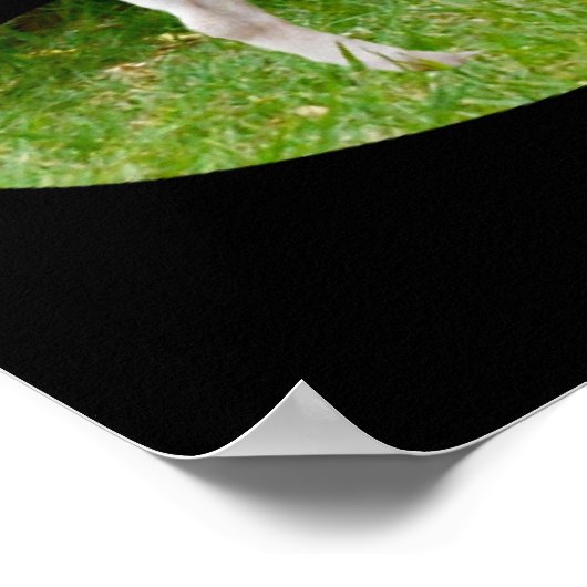 Fox Terrier on Guard Duty, Poster (Ecke)