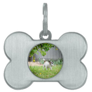 Fox Terrier Scare Face, Tiermarke