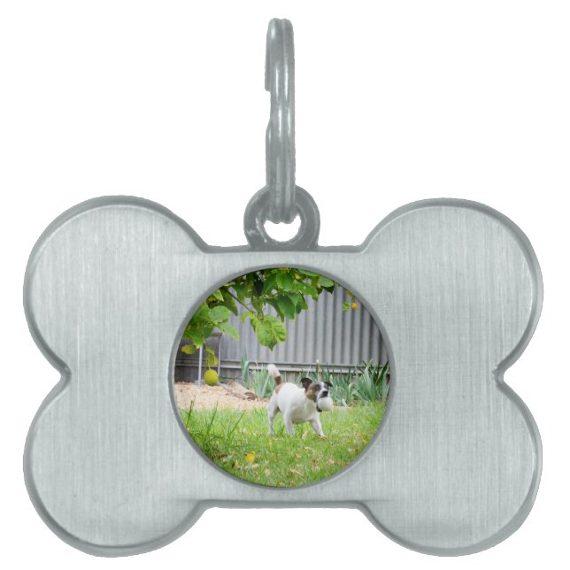 Fox Terrier Scare Face, Tiermarke (Vorderseite)