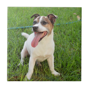 Fox Terrier, Zunge im Mund, Fliese