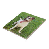 Fox Terrier, Zunge in der Wange, Fliese (Seite)