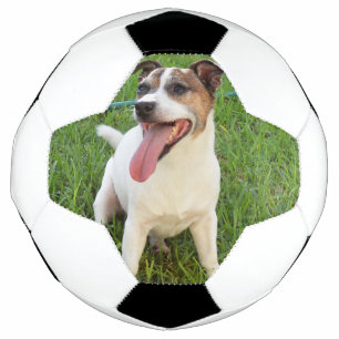 Fox Terrier, Zunge in der Wange, Fußball
