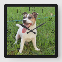 Fox Terrier, Zunge in der Wange,