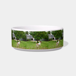 Fox Terriers im Garten, Napf