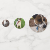 Fox Terriers, Konfetti (Vorderseiten)