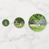 Fox Terriers, Konfetti (Rückseiten)