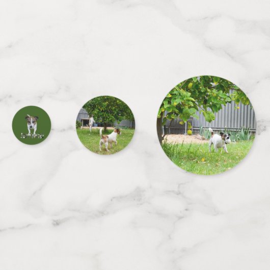Fox Terriers, Konfetti (Rückseiten)