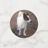 Fox Terriers, Konfetti (Klein Vorderseite)
