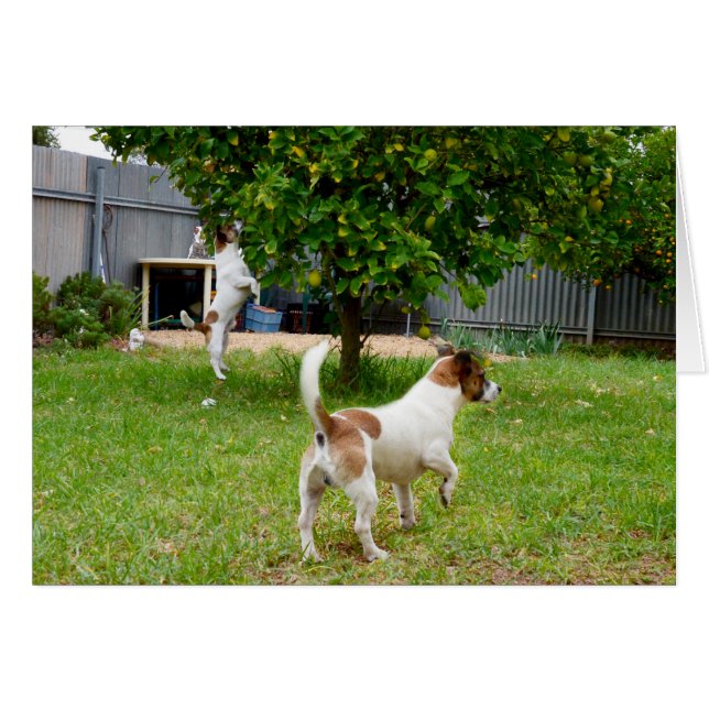 Fox Terriers spielen Zeit, (Vorderseite (Horizontal))