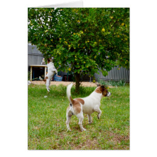 Fox Terriers spielen Zeit,