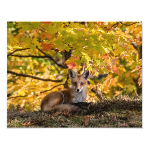 Fox und Foliage Fotodruck