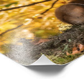 Fox und Foliage Fotodruck (Ecke)