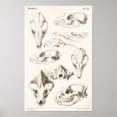 Fox und Hyena Skulls Veterinärmedizinische Anatomi Poster (Vorne)