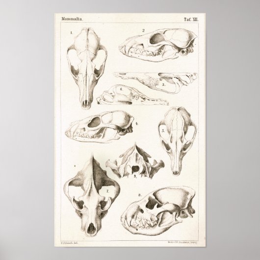 Fox und Hyena Skulls Veterinärmedizinische Anatomi Poster (Vorne)