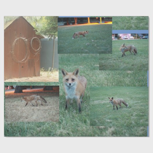 Fox und Land mit Stall, Rotfuchs Geschenkpapier (Flach)