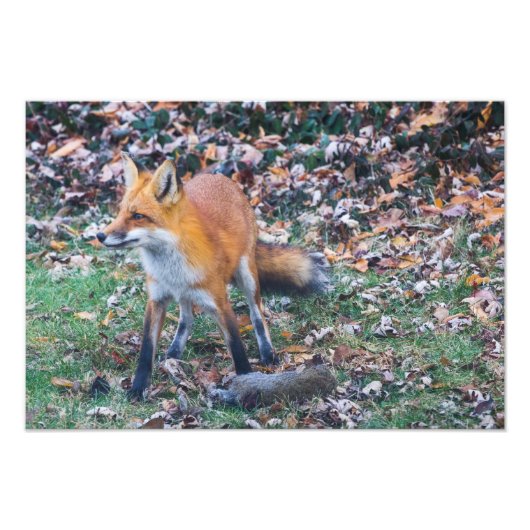 Fox und seine Tötung Fotodruck (Vorne)