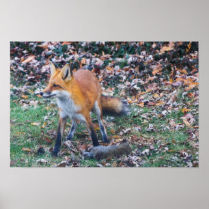 Fox und seine Tötung Poster