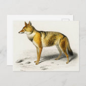 Fox vintage illustrated postkarte (Vorne/Hinten)