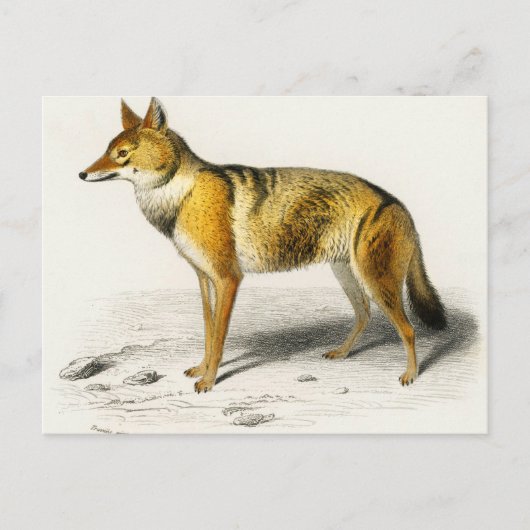 Fox vintage illustrated postkarte (Vorderseite)