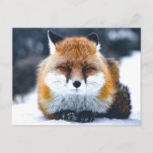 Fox Wild Animals Fotografie