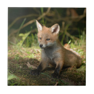 Fox Wildtiere Fliese