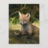 Fox Wildtiere Postkarte (Vorderseite)