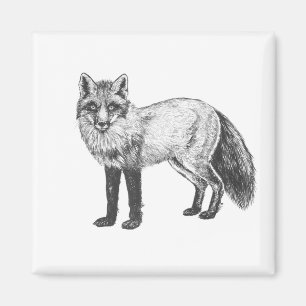 Fox zeichnend magnet