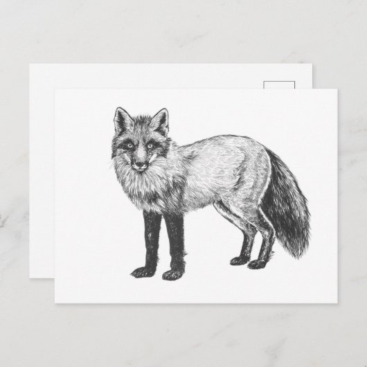 Fox zeichnend postkarte (Vorne/Hinten)
