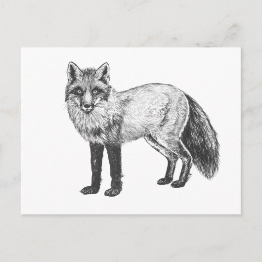 Fox zeichnend postkarte (Vorderseite)