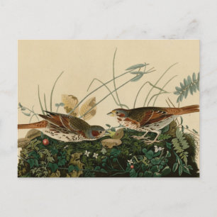 Foxenammer Postkarte