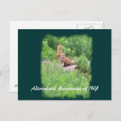 Foxes, Adirondack Mountains of NY Postkarte (Vorne/Hinten)