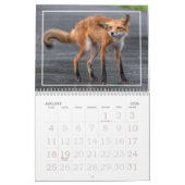 Foxes Are Fun Calendar Kalender (Jan 2026)
