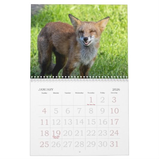 Foxes Funnies Calendar Kalender (Jan 2026)