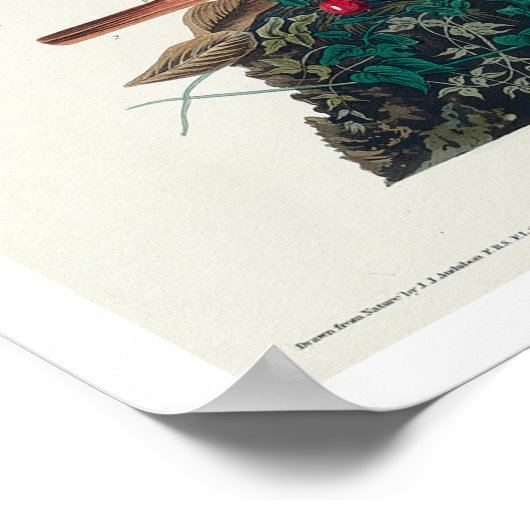 Foxfarbener Sparrow von Audubon Poster (Ecke)