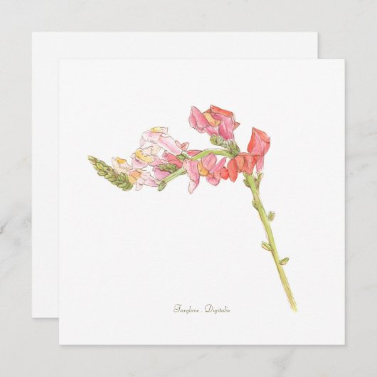 Foxglove (Vorne/Hinten)