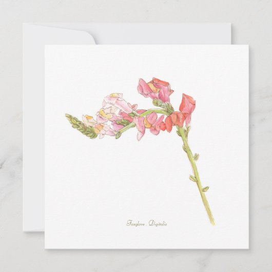 Foxglove (Vorderseite)