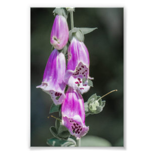 Foxglove-Blume Fotodruck