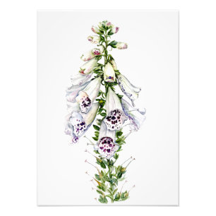 Foxglove-Blume Fotodruck