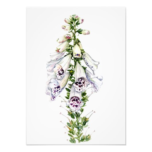 Foxglove-Blume Fotodruck (Vorne)
