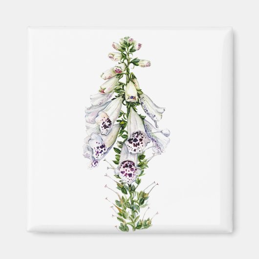 Foxglove-Blume Magnet (Vorne)