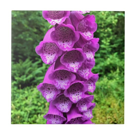 Foxglove Blume, Oregon Fliese (Vorderseite)