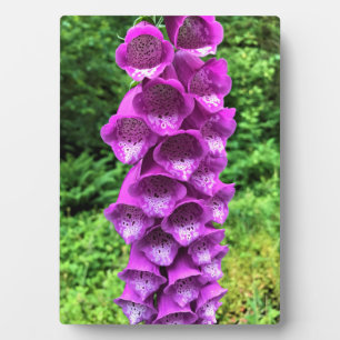 Foxglove Blume, Oregon Fotoplatte